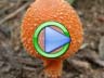 Magic mushroom video